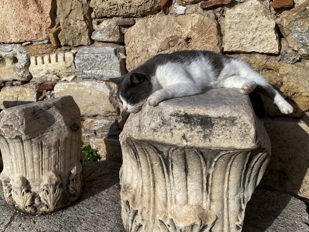 a black and white cat laying on top of a stone pillar