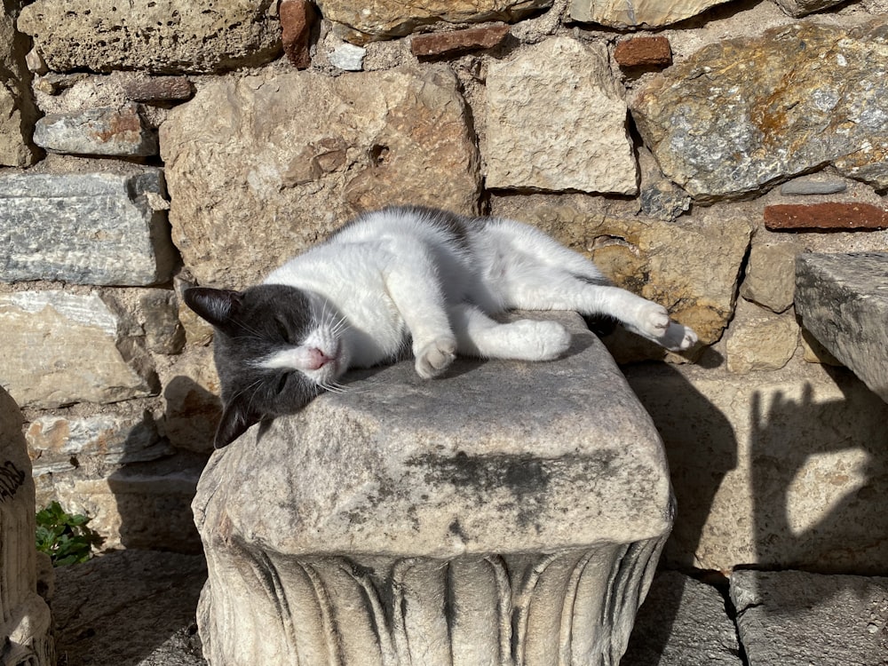 a black and white cat laying on top of a rock