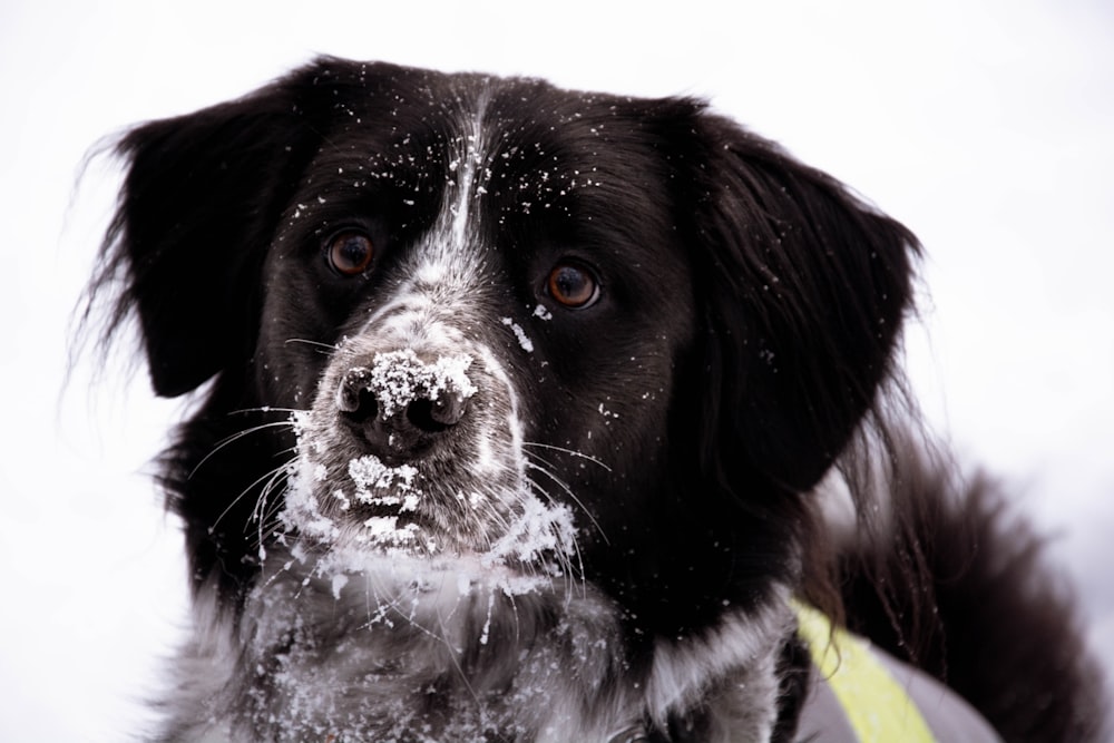 a black and white dog is playing in the snow