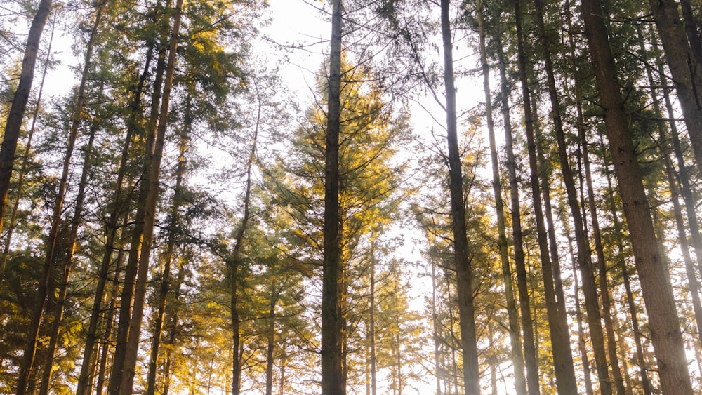 a forest filled with lots of tall trees