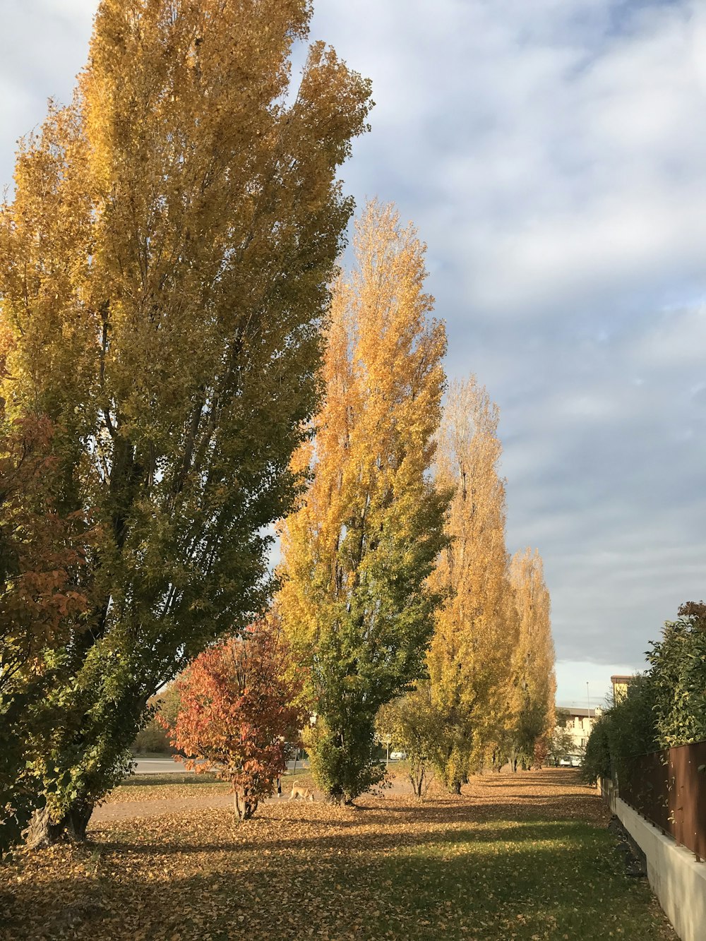 a row of trees with yellow and red leaves