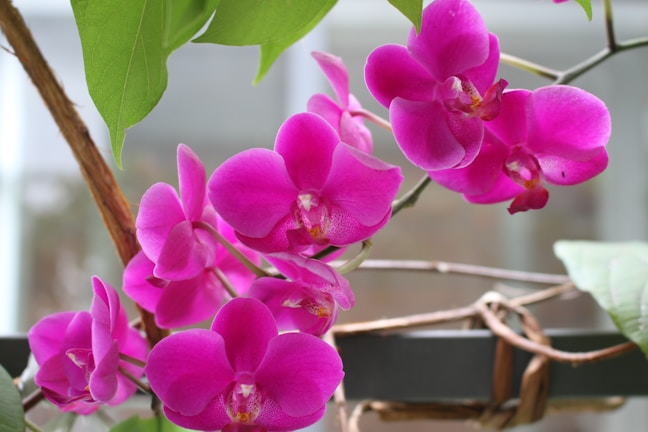 Cluster of pink dendrobium orchids on slender green stems