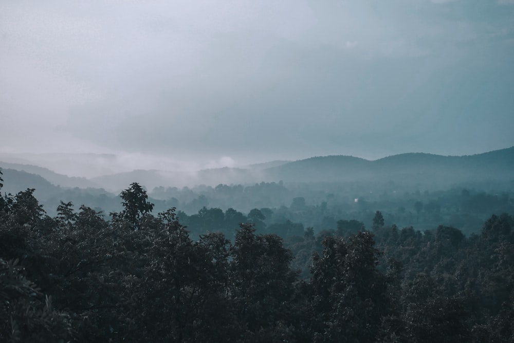 a view of a forest with mountains in the distance