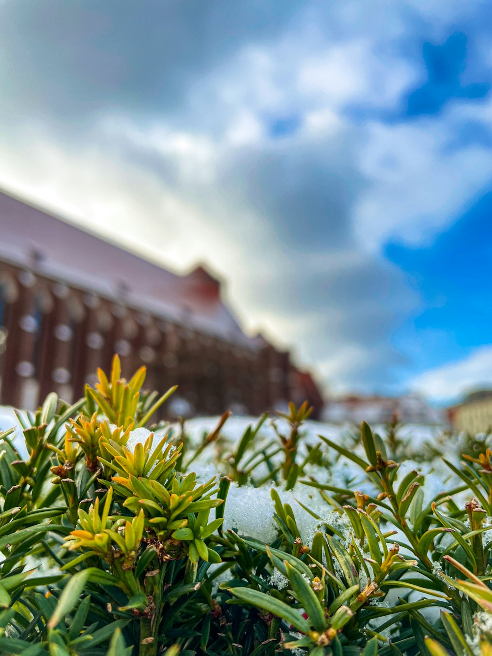 a snow covered bush with a building in the background