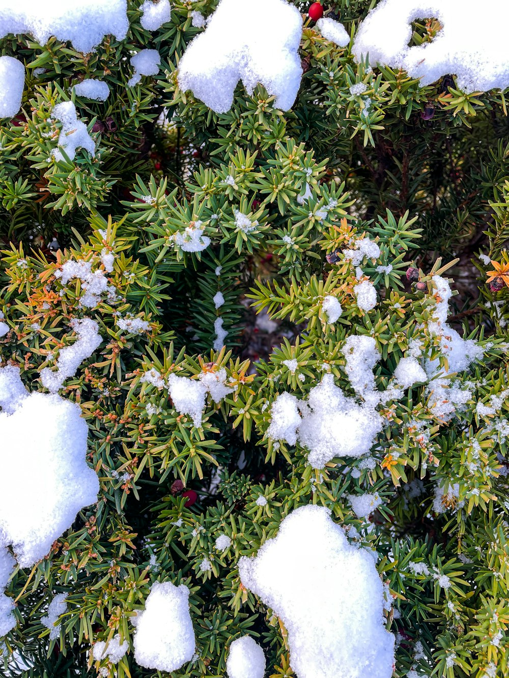 a bush covered in snow with lots of snow on top of it