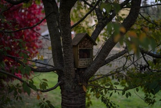 A wooden insect house is nestled in the branches of a tree surrounded by lush green leaves and some turning red, suggesting an autumn setting. The structure has several compartments filled with cut bamboo sticks, providing shelter for insects.