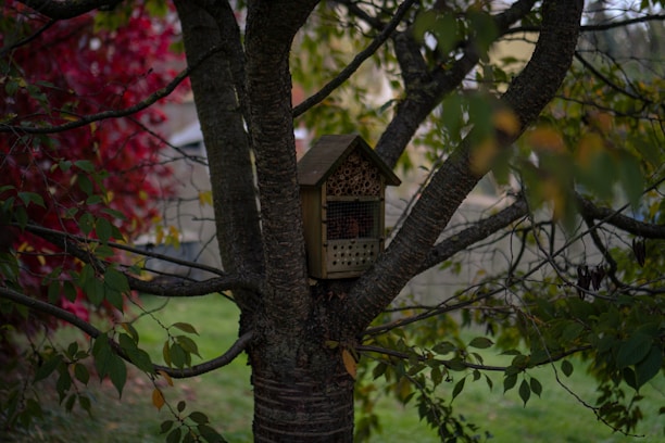 A wooden insect house is nestled in the branches of a tree surrounded by lush green leaves and some turning red, suggesting an autumn setting. The structure has several compartments filled with cut bamboo sticks, providing shelter for insects.