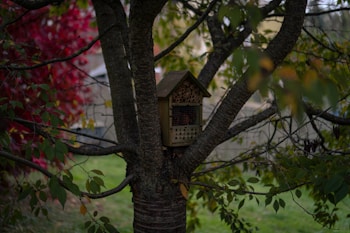 A wooden insect house is nestled in the branches of a tree surrounded by lush green leaves and some turning red, suggesting an autumn setting. The structure has several compartments filled with cut bamboo sticks, providing shelter for insects.
