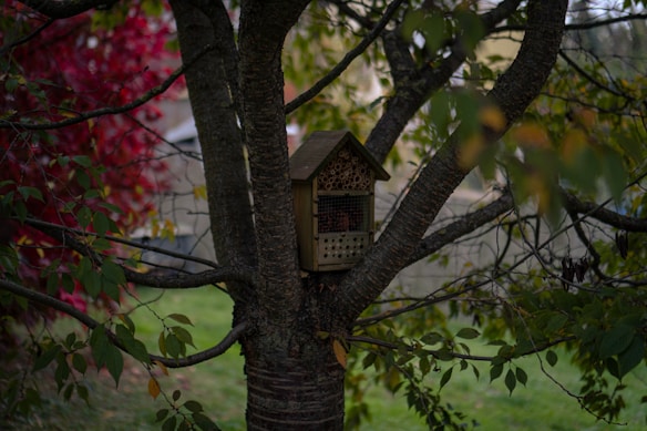 A wooden insect house is nestled in the branches of a tree surrounded by lush green leaves and some turning red, suggesting an autumn setting. The structure has several compartments filled with cut bamboo sticks, providing shelter for insects.