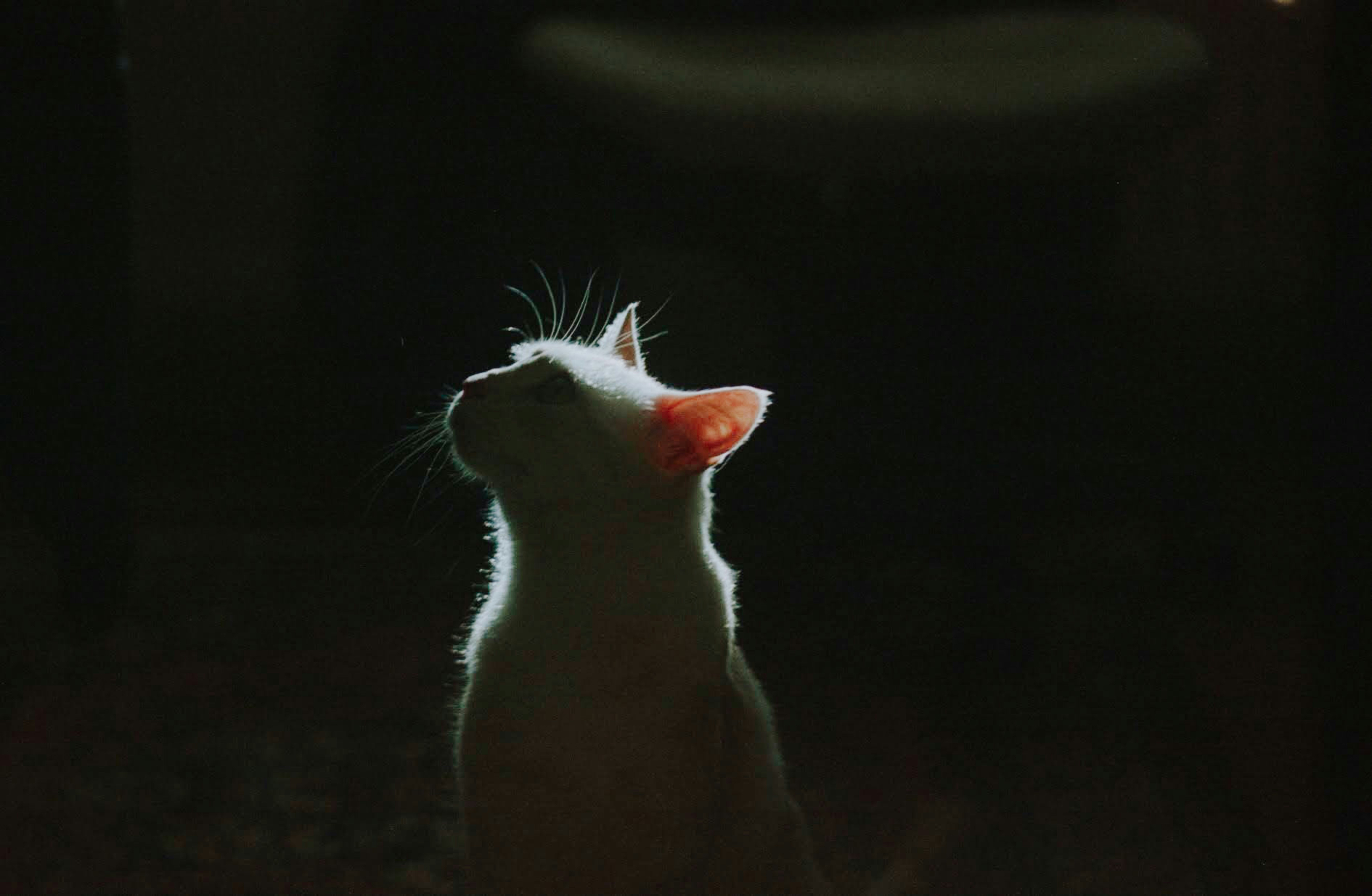 a white cat sitting in the dark looking up
