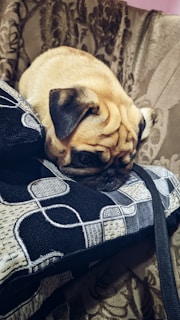 A sweet Pug puppy lying on a soft cushion, tilting its head with an adorable expression.