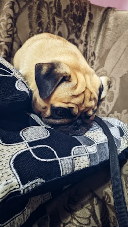 A sweet Pug puppy lying on a soft cushion, tilting its head with an adorable expression.