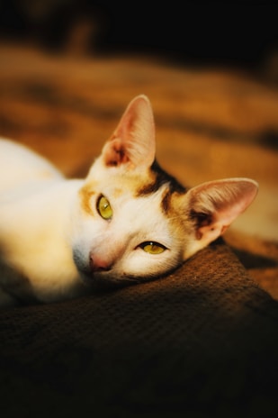Bright and clear shot of a cat with sparkling eyes lounging on a soft blanket
