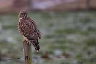 A hawk is perched on a wooden post in a field with a blurred green and brown background. The bird's feathers are brown with intricate patterns, and it is looking off to the side. The post is part of a fence with a barbed wire running horizontally.