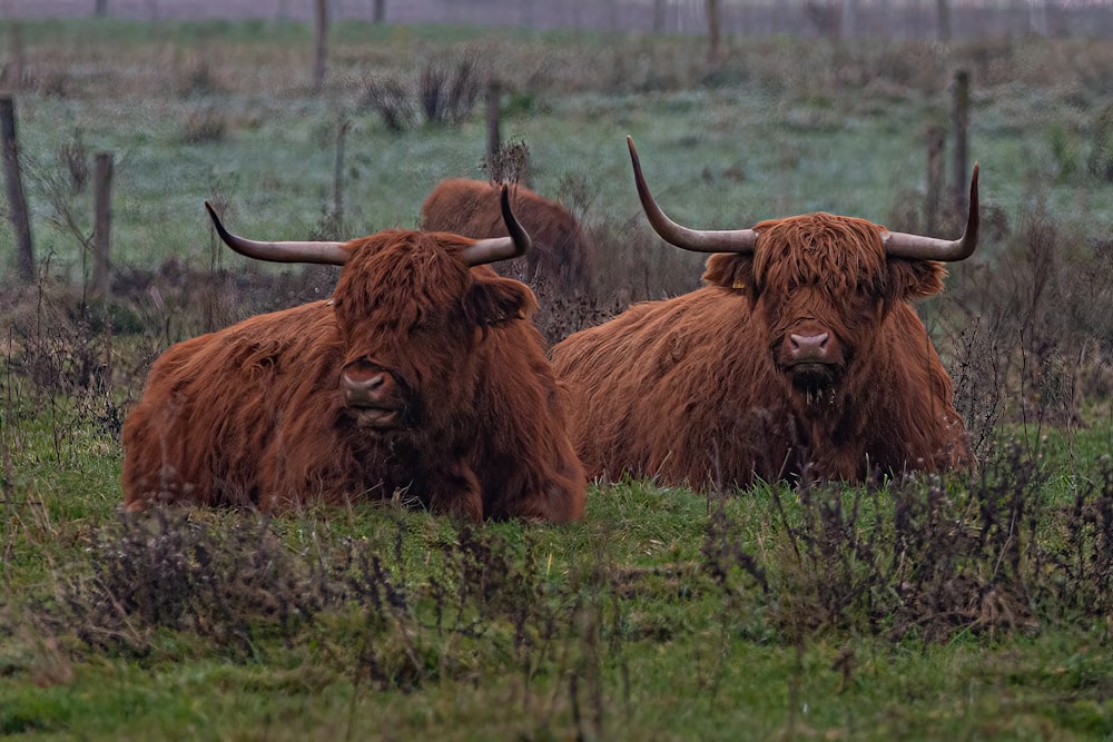 a couple of long horn bulls laying down in a field