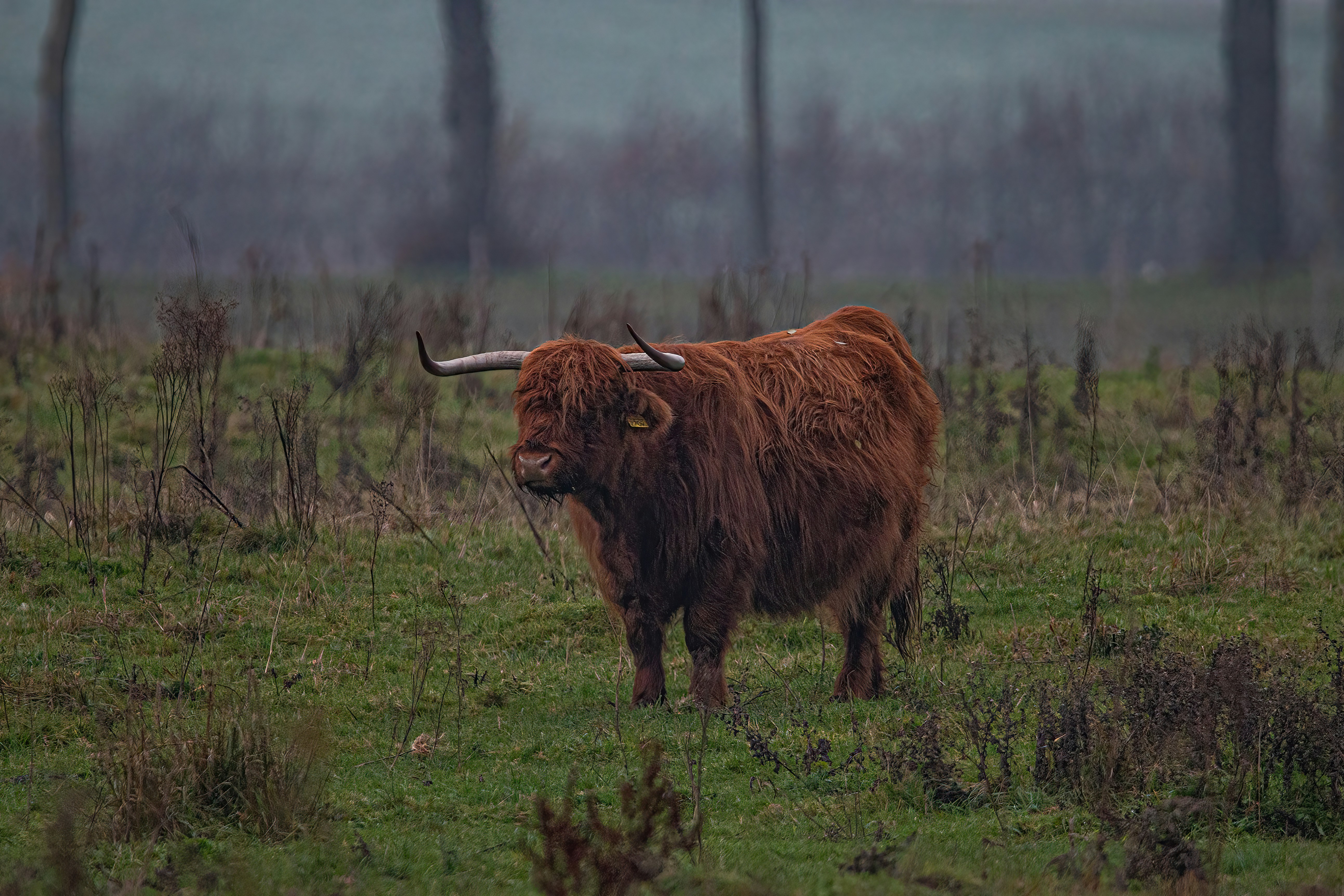 Photo by kennygoossen