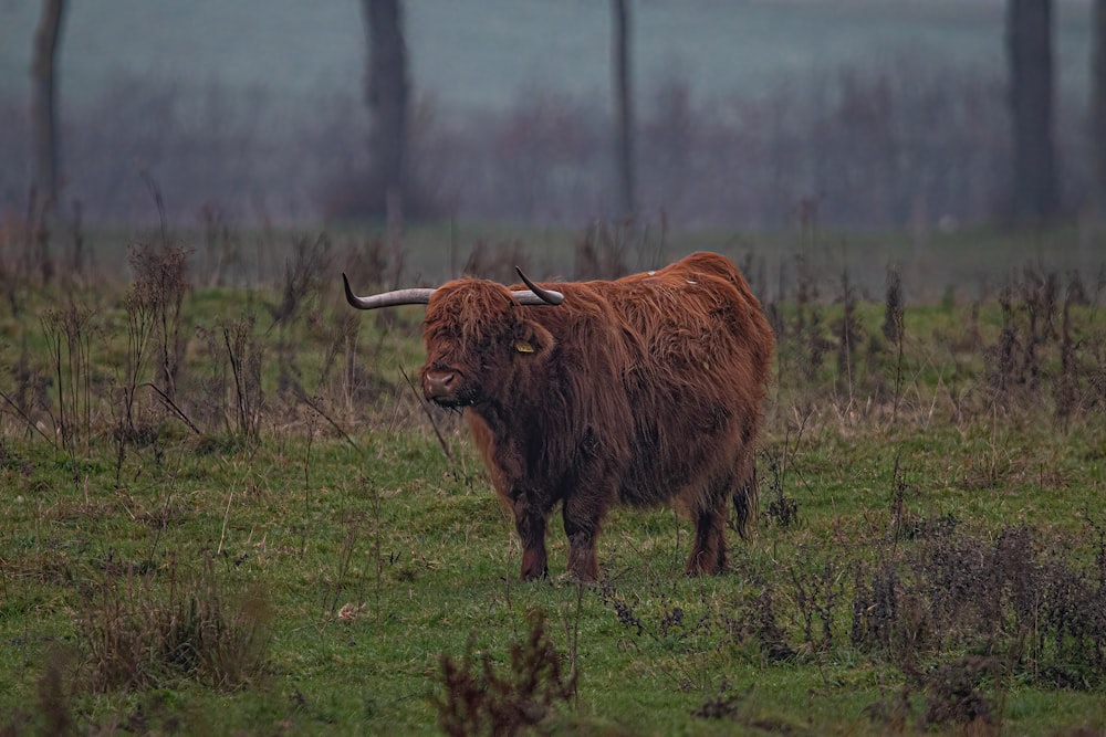 a long horn bull standing in a grassy field