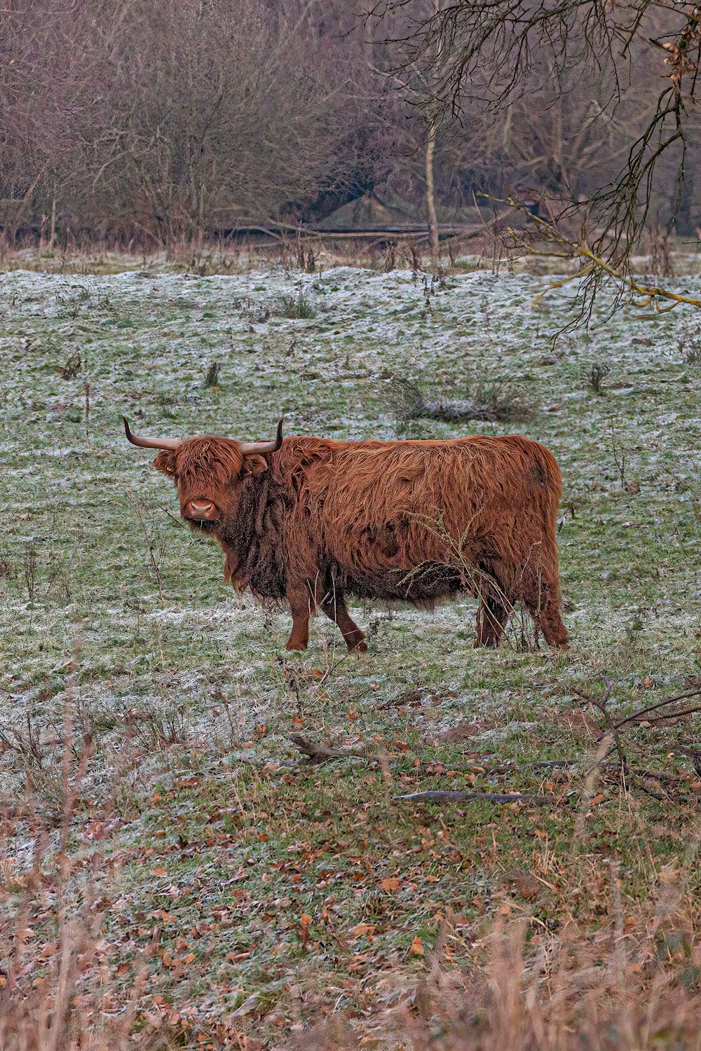 a brown cow standing on top of a grass covered field