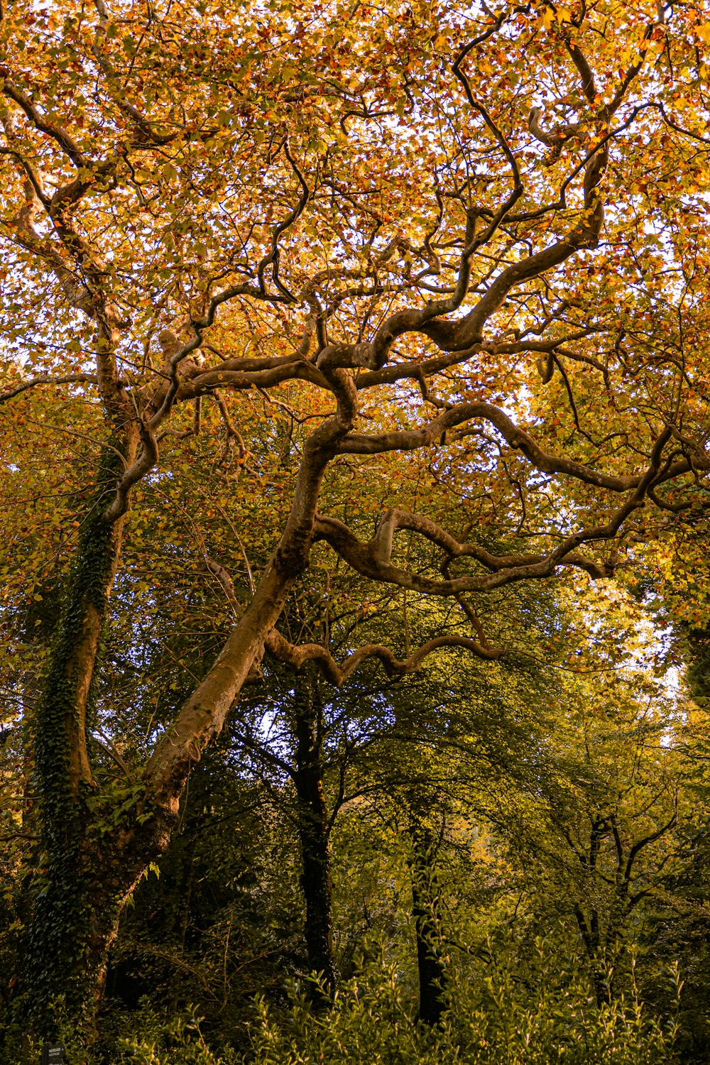 a large tree with lots of leaves on it