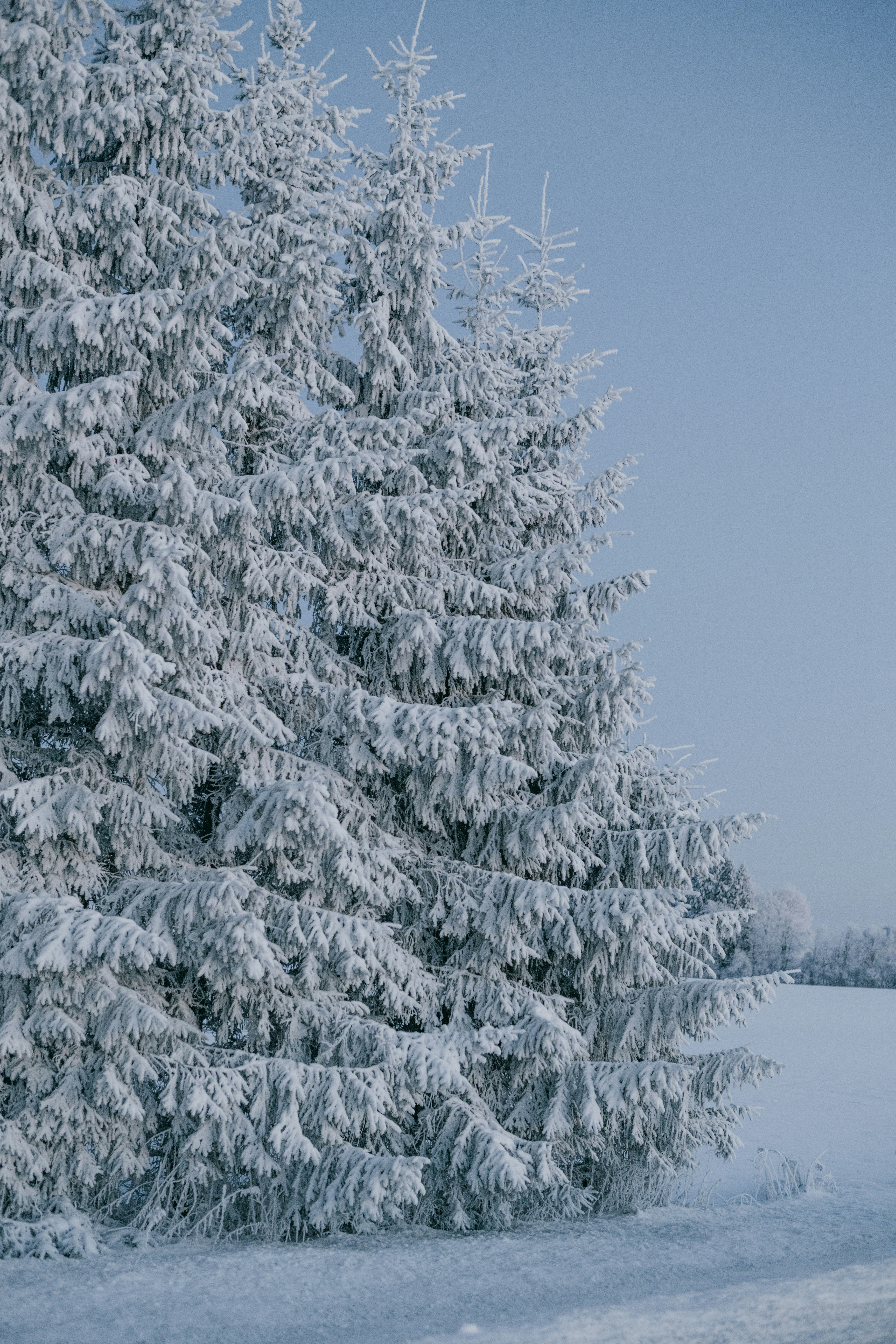 Photo by anitaaustvika