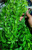 Close-up of hands holding fresh green leaves symbolizing natural healing.