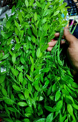 Close-up of hands holding fresh green leaves symbolizing natural healing.