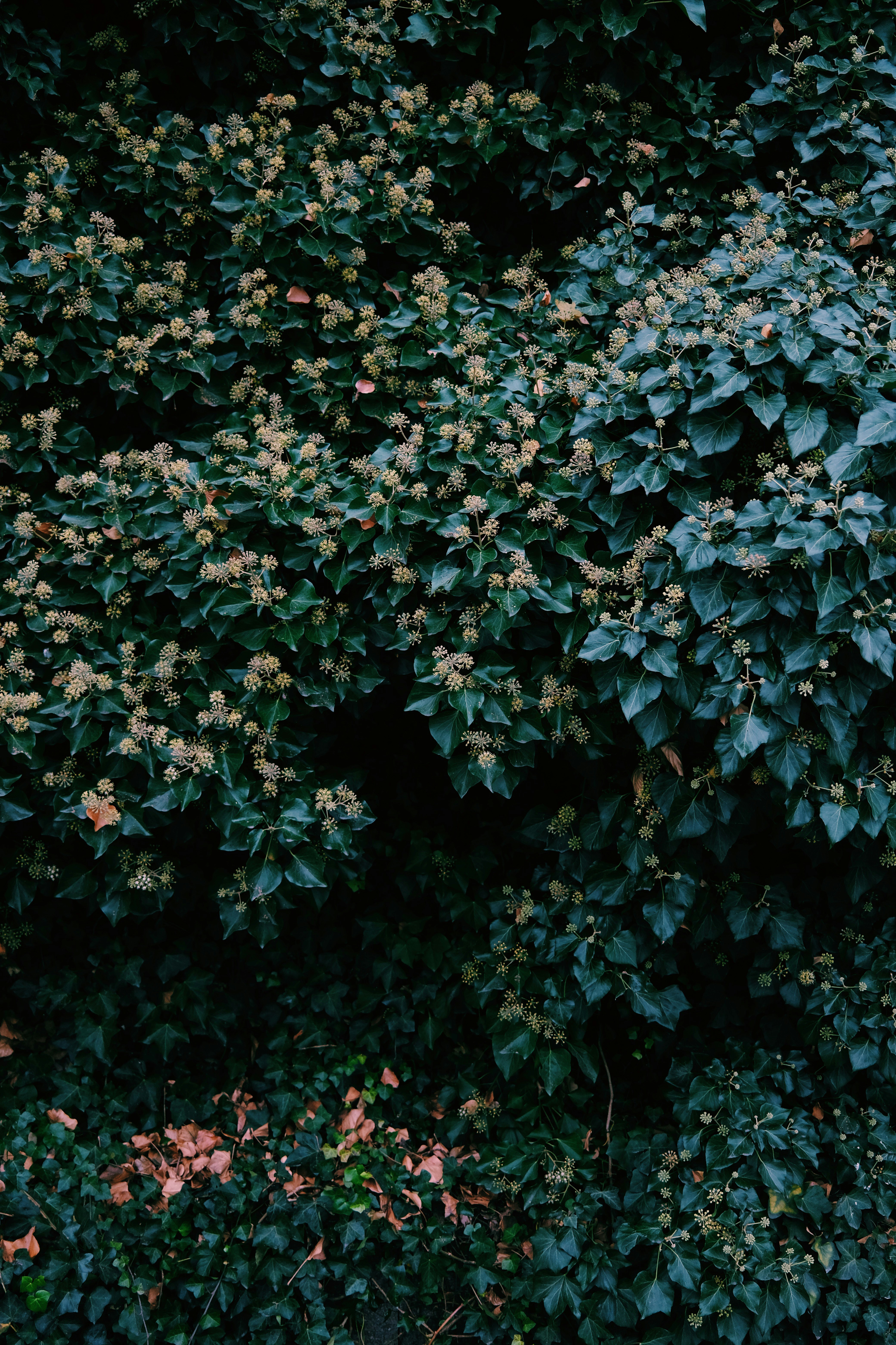 Photo by cherenkevich