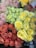 A variety of roses in different colors, including pink, peach, yellow, and green. The flowers are tightly arranged and appear fresh and vibrant, showcasing the delicate texture and layers of the petals.