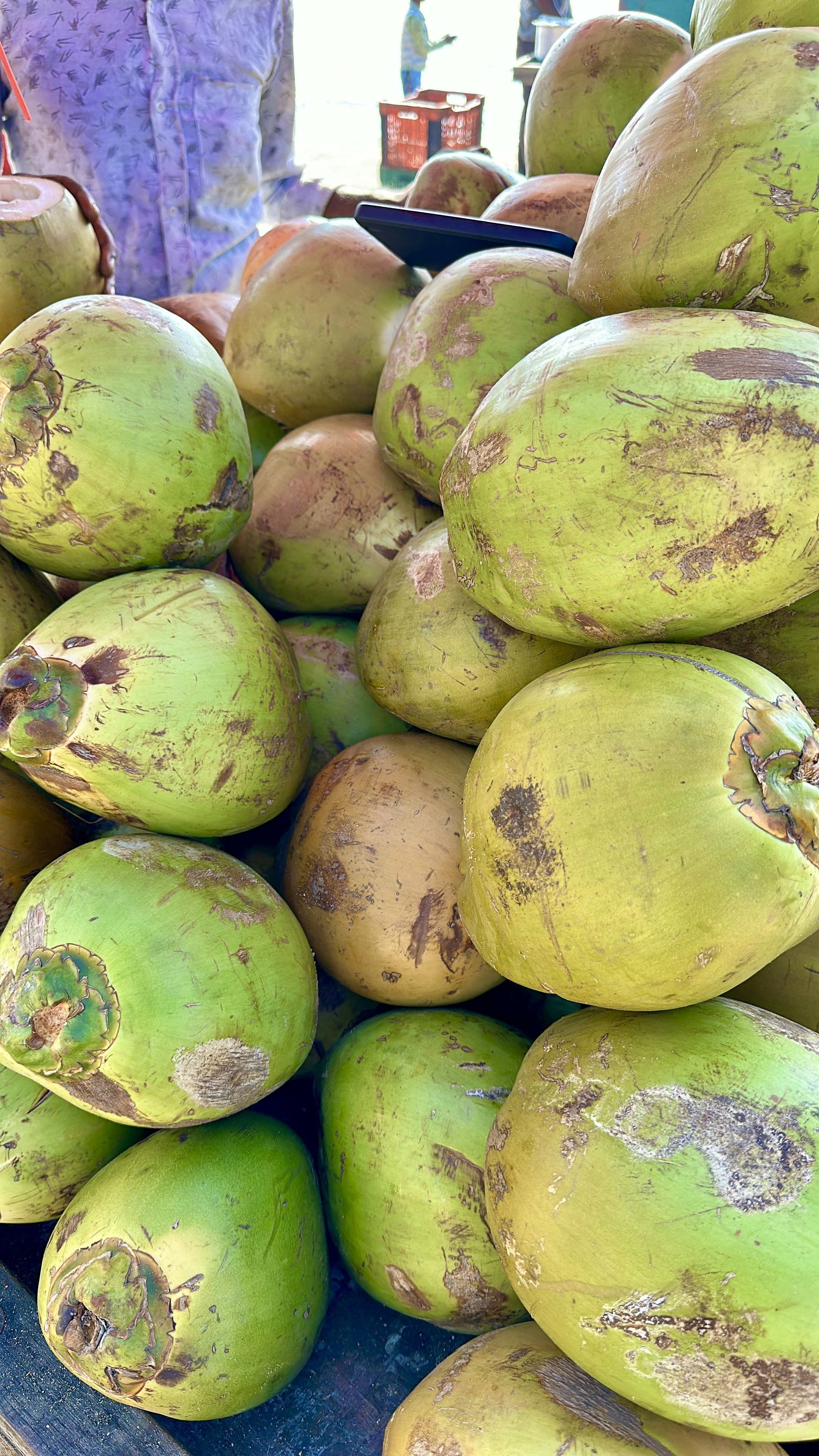 Fresh green coconuts on palm tree, tropical coconut plantation for export