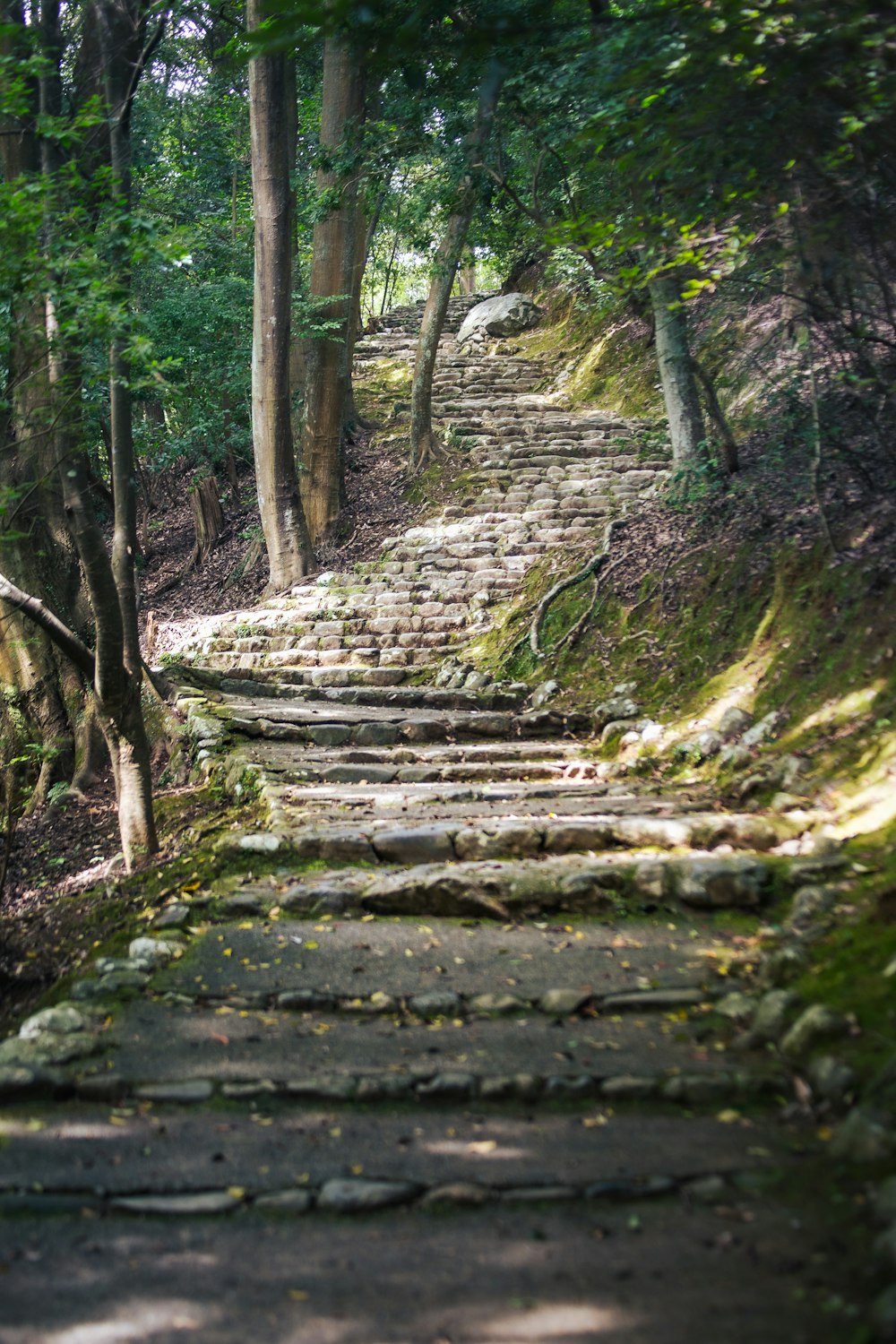 a stone path in the woods with trees