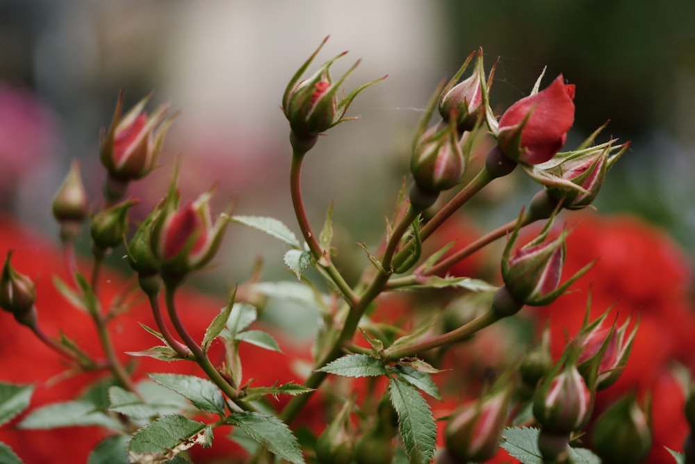 a close up of a bunch of red flowers