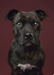 A close-up portrait of a black and brown dog with soulful, expressive eyes. The background is a solid, muted burgundy color, which complements the dog's dark fur. The dog's gaze is direct and engaging.