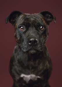 A close-up portrait of a black and brown dog with soulful, expressive eyes. The background is a solid, muted burgundy color, which complements the dog's dark fur. The dog's gaze is direct and engaging.