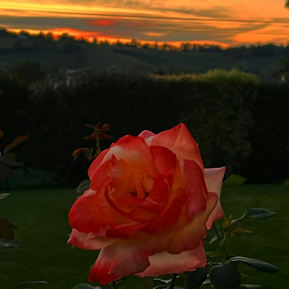 a red rose is in the foreground with a sunset in the background