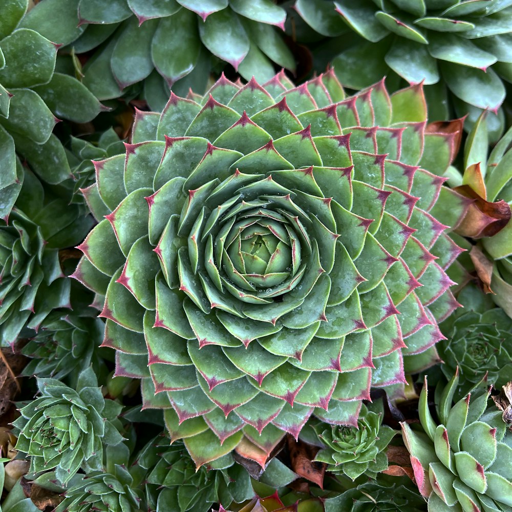 a close up of a plant with many leaves