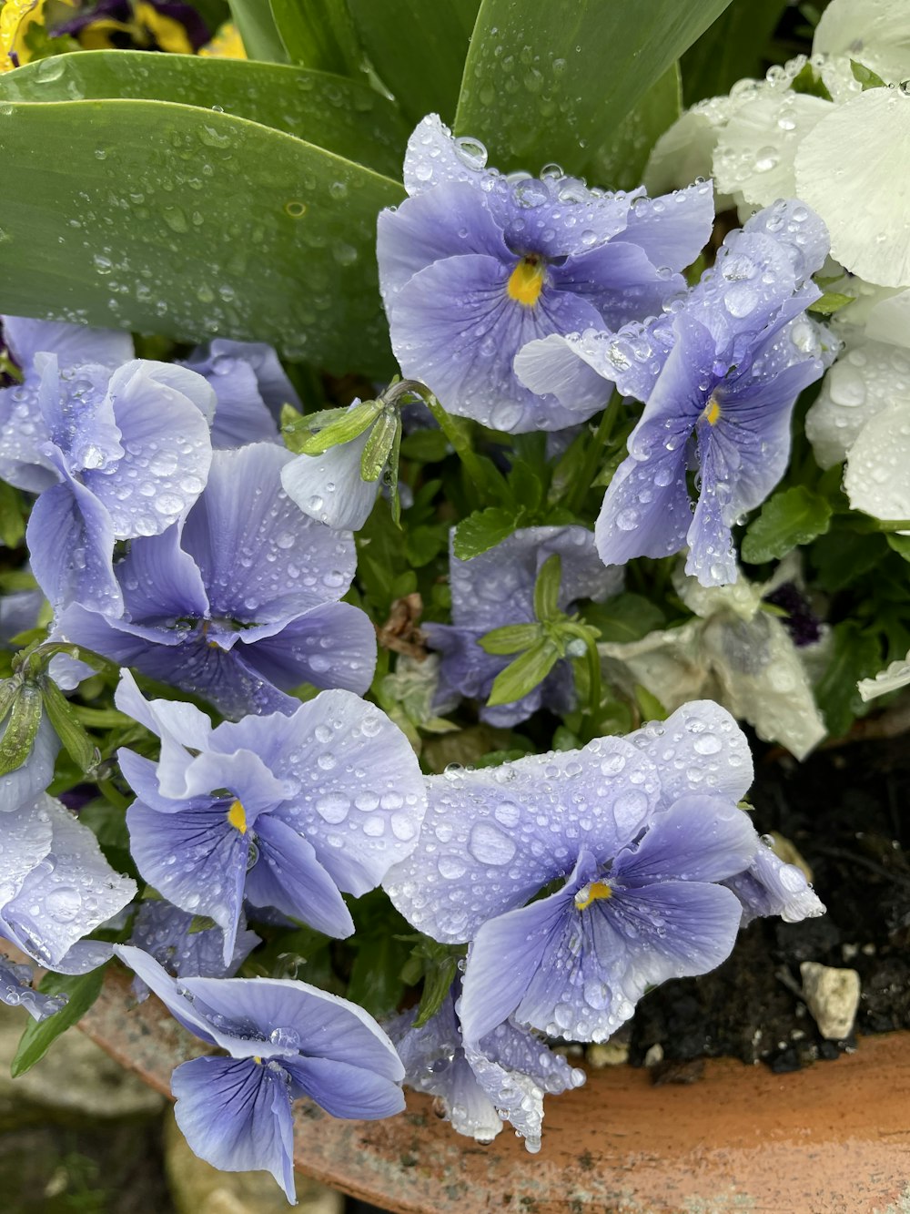 a close up of a potted plant with blue flowers
