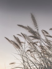 a bunch of tall grass blowing in the wind