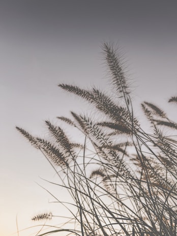 a bunch of tall grass blowing in the wind