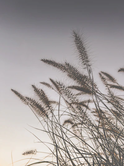 a bunch of tall grass blowing in the wind