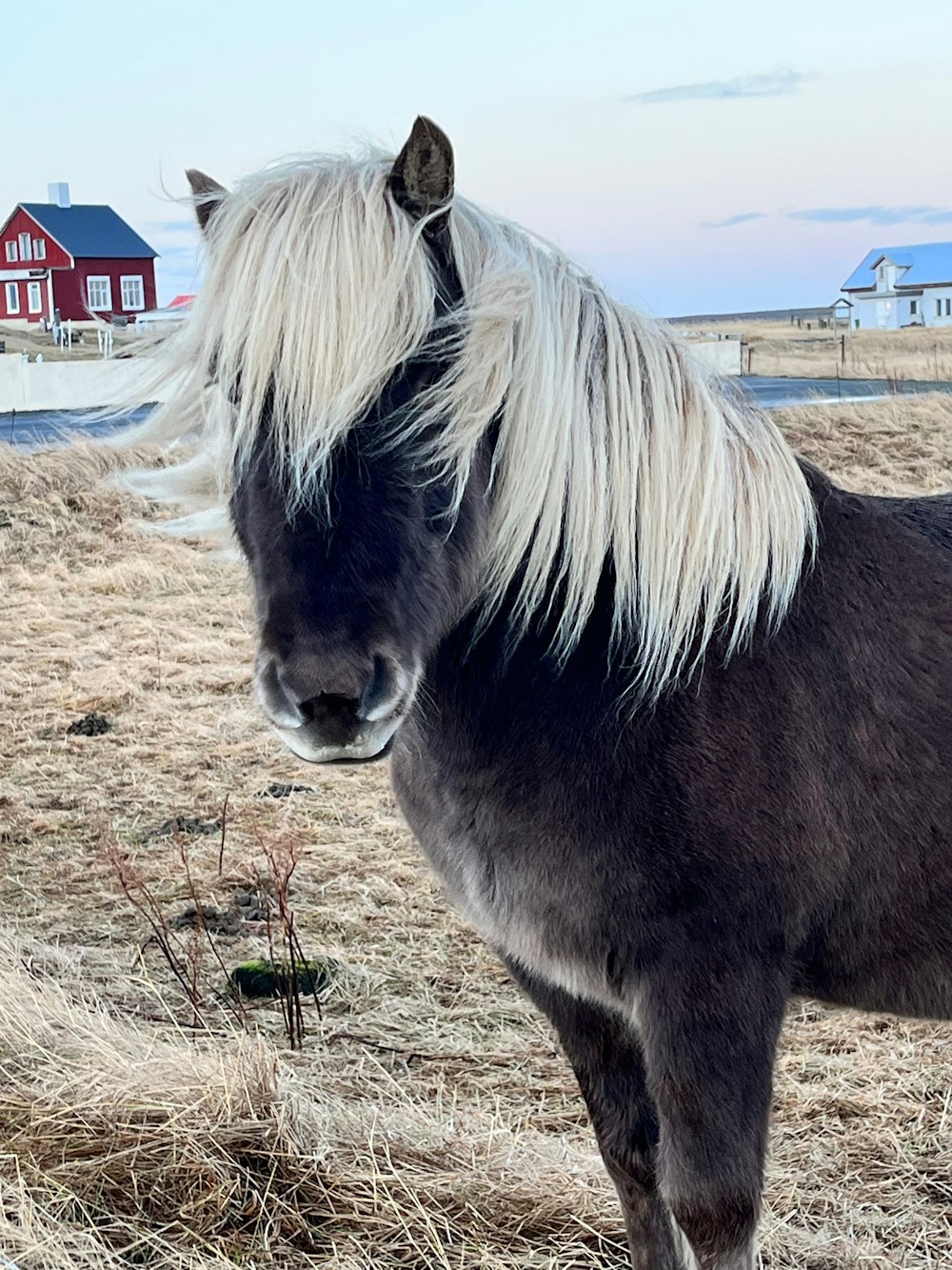 a black and white horse standing on a dry grass field