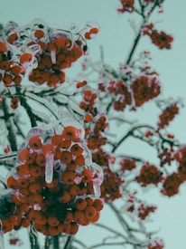 Clusters of vibrant red berries are coated in a layer of ice, creating a glistening, frozen appearance. The branches are heavily laden with the berries, suggesting a wintery scene. The background is a pale, muted blue, providing a stark contrast to the bright reds of the berries.