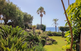 a lush green field with palm trees and a body of water in the background