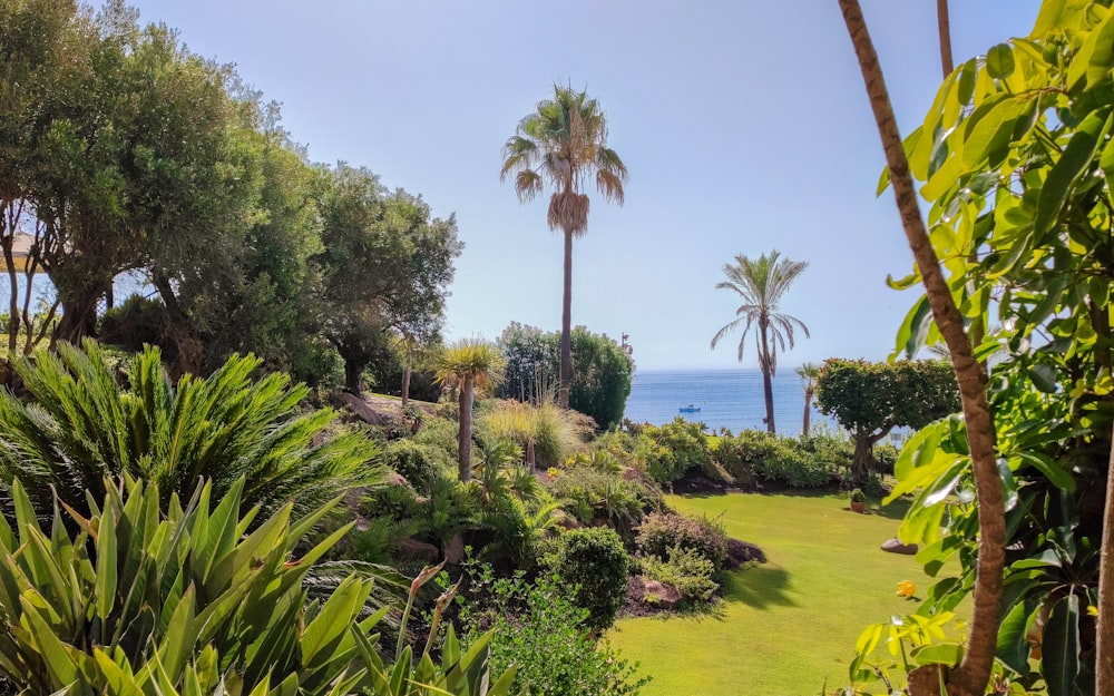 a lush green field with palm trees and a body of water in the background