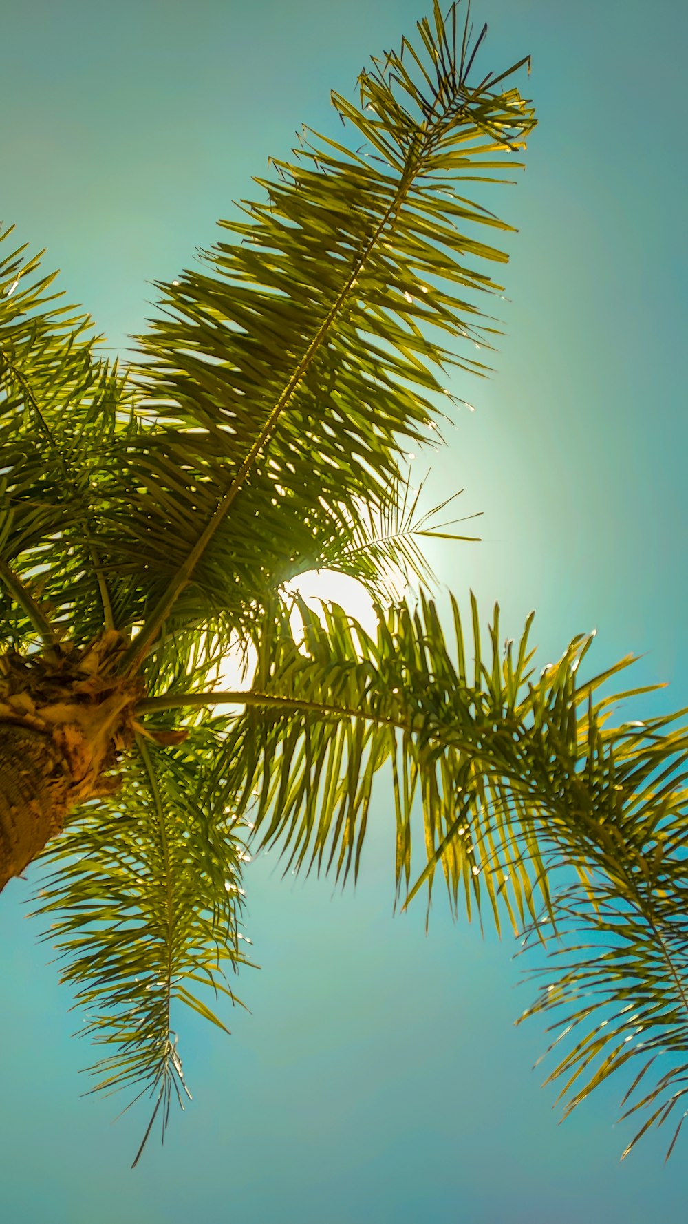 Eine Nahaufnahme einer Palme mit der Sonne im Hintergrund