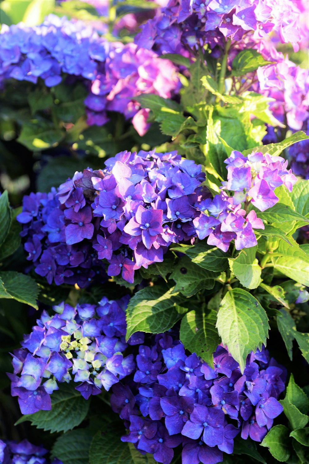 a bush of purple flowers with green leaves