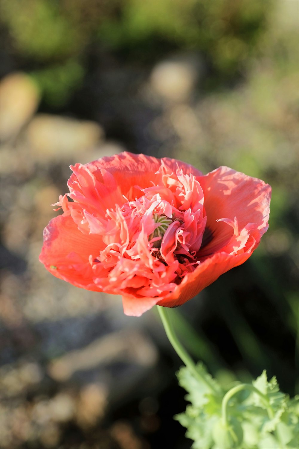 a red flower with a green stem in the foreground