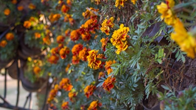 A colorful mix of marigolds, zinnias, and sunflowers swaying gently in a summer breeze.