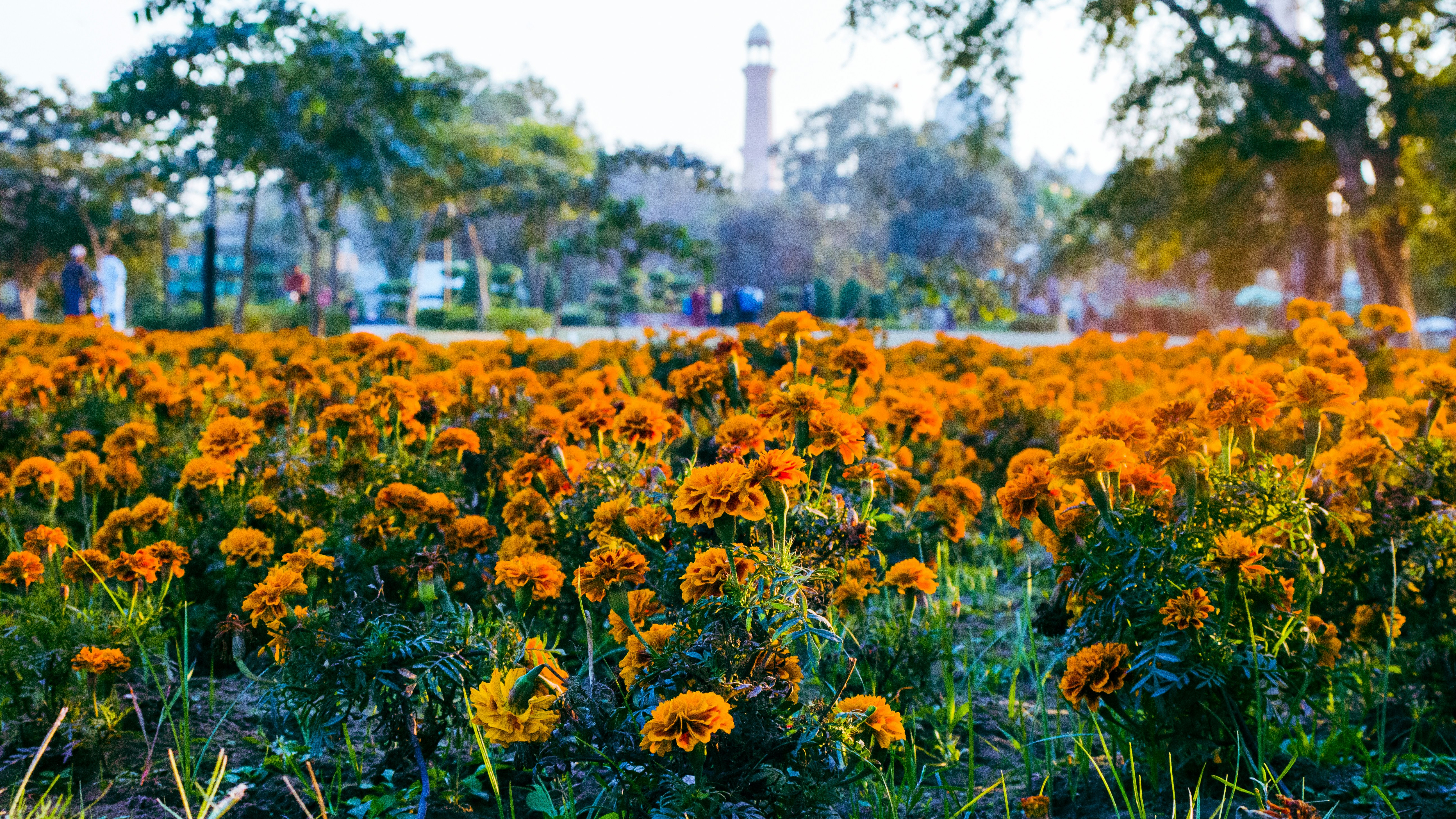 Field of Dreams