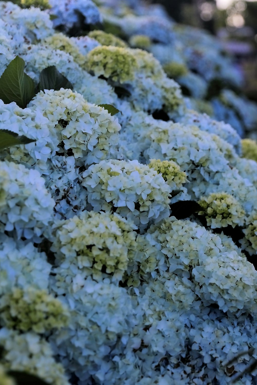 a bunch of flowers that are next to each other