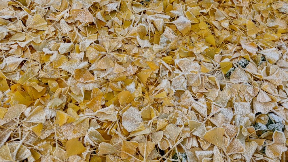 a close up of a pile of yellow leaves